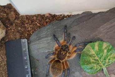 Spiders and Scorpions kaufen und verkaufen Photo: Vogelspinnen aus Nachzucht