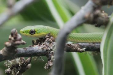 Snakes kaufen und verkaufen Photo: Opheodrys aestivus CB for Prague and Hamm