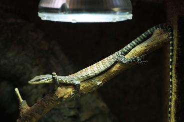 Echsen  kaufen und verkaufen Foto: Reptiles for Prague, Hamm