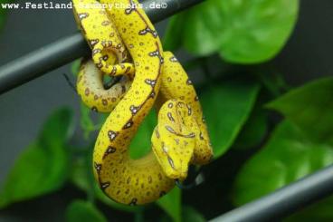 Pythons kaufen und verkaufen Foto: Morelia azurea pulcher - NZ 2023 und 2024