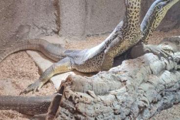 Warane kaufen und verkaufen Foto: Varanus panoptes panoptes 