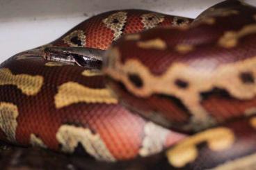 Pythons kaufen und verkaufen Foto: Python brongersmai pure Bangka island 
