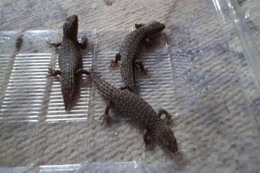 Lizards kaufen und verkaufen Photo: Egernia stokesii                                                      