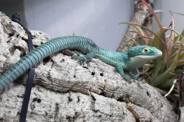 Echsen  kaufen und verkaufen Foto: Abronia graminea         