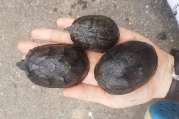Turtles and Tortoises kaufen und verkaufen Photo: Sternotherus odoratus DWARF