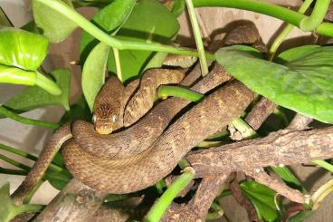 Schlangen kaufen und verkaufen Foto: CBB Dasypeltis fasciata - Central African egg-eating snake