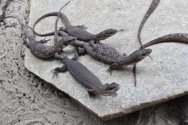 Monitor lizards kaufen und verkaufen Photo: December Hamm small monitors 