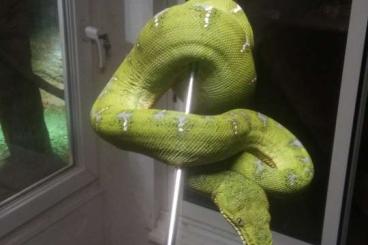 Boas kaufen und verkaufen Photo: femelle Corallus caninus cb24 Boas kaufen und verkaufen Photo: femelle Corallus caninus cb24