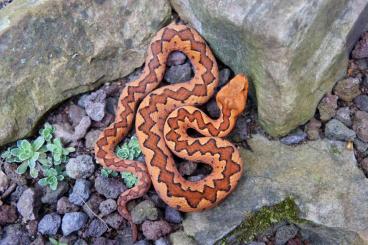 Venomous snakes kaufen und verkaufen Photo: Vipera ammodytes (Hornotter)