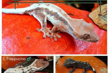 Geckos kaufen und verkaufen Photo: ExoWorld - Hamm, Houten, Prague, Ostrava 