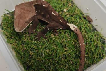Lizards kaufen und verkaufen Photo: Houten EK5 - ExoWorld 1.6.2025 Lizards kaufen und verkaufen Photo: Houten EK5 - ExoWorld 1.6.2025