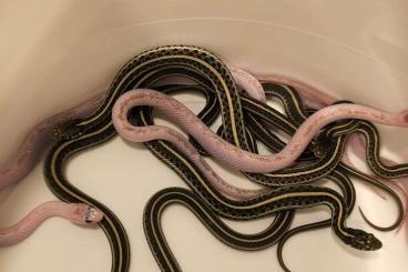 Nattern ungiftige  kaufen und verkaufen Foto: Plains Garter Snake / Thamnophis radix