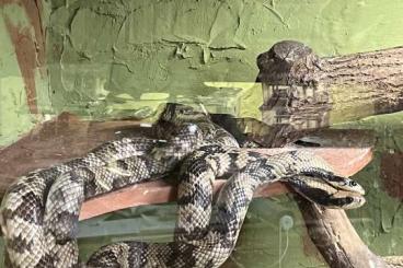 Snakes kaufen und verkaufen Photo: 1,0 Hydrodynastes gigas für Houten im Oktober 