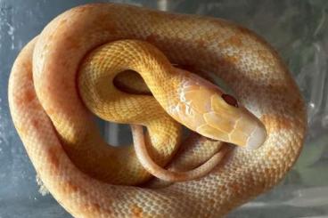 Snakes kaufen und verkaufen Photo: Orthriophis t. taeniurus - Star Snakes kaufen und verkaufen Photo: Orthriophis t. taeniurus - Star