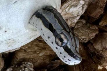 Snakes kaufen und verkaufen Photo: For Hamm 14.09.24 NZ 2024 Gonyosoma frenatum,boulengeri,prasinum…………..