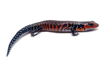 Skinke kaufen und verkaufen Foto: Fire skink (Lepidothyris fernandi harlani) Benin