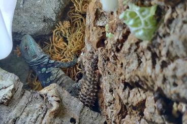 andere Echsen kaufen und verkaufen Foto: Campeche spiny-tailed iguana (Cachryx alfredschmidti)