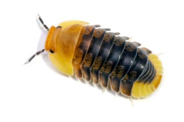 Krebstiere terrestrisch  kaufen und verkaufen Foto: Isopods available for Hamm