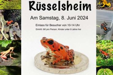 Pfeilgiftfrösche kaufen und verkaufen Foto: Biete für Rüsselsheim & Terra Ruhr