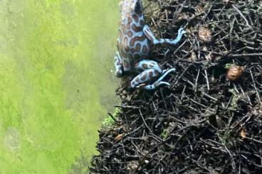 Poison dart frogs kaufen und verkaufen Photo: Biete für Marktheidenfeld adelphobates galactonotus 