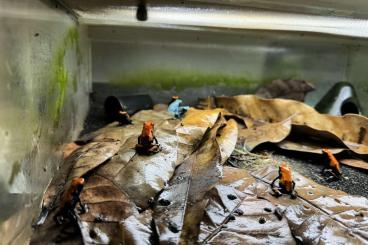 Poison dart frogs kaufen und verkaufen Photo: Hätte für MHF noch einige Jungtiere zur Abgabe 