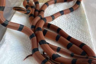 Snakes kaufen und verkaufen Photo: Oreocryptophis p. pulcher 