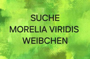 Schlangen kaufen und verkaufen Foto: Suche Morelia Weibchen ....