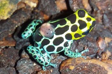 Poison dart frogs kaufen und verkaufen Photo: Ranitomeya, Tinctorius Nachzuchten 