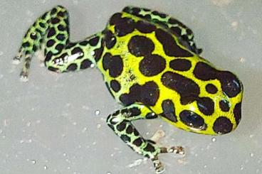 Poison dart frogs kaufen und verkaufen Photo: Ranitomeya Nachzuchten abzugeben 