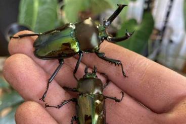Insekten kaufen und verkaufen Foto: Phalacrognatus muelleri Käfer 
