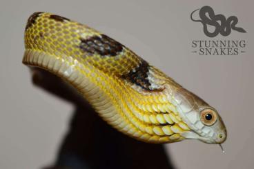 Schlangen kaufen und verkaufen Foto: Spilotes sulphureus CB2023