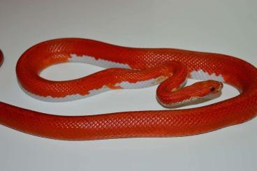 Snakes kaufen und verkaufen Photo: 1.0 Hypo bloodred tessera pied het anery ph amel, motley 