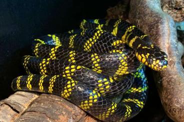 Schlangen kaufen und verkaufen Foto: Boiga dendrophila latifasciata for Hamm