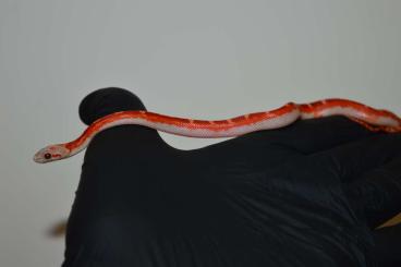 Nattern ungiftige  kaufen und verkaufen Foto: Pied Sided cornsnakes for Hamm