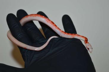 Colubrids kaufen und verkaufen Photo: Pied sided cornsnakes for Hamm in December