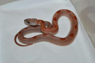 Colubrids kaufen und verkaufen Photo: - Pantherophis guttatus "Hypo Caramel Diffused Sunkissed Striped"