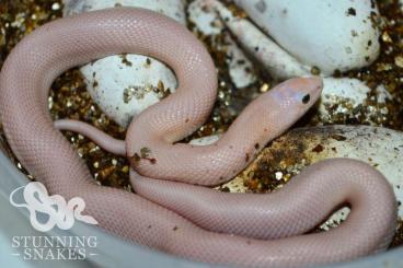 Colubrids kaufen und verkaufen Photo: Florida lucy pine snakes (Pituophis melanoleucus mugitus Leucistic)