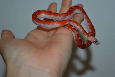 Schlangen kaufen und verkaufen Foto: Last chance Pied sided cornsnakes for Hamm in March