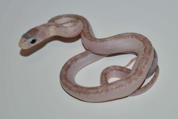 Schlangen kaufen und verkaufen Foto: Pantherophis obsoletus Hypo Whiteside