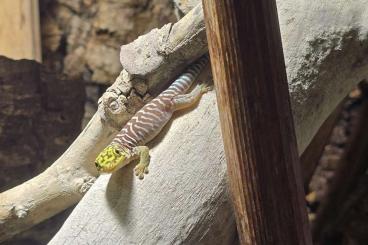 Echsen  kaufen und verkaufen Foto: Biete NZ Phelsuma Standingi