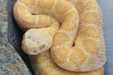 Giftschlangen kaufen und verkaufen Foto: Houten, Snakeday, Slangendag