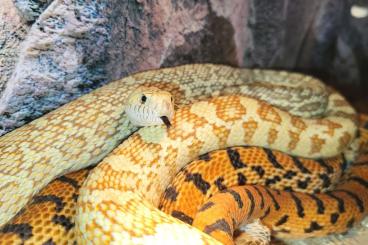 Snakes kaufen und verkaufen Photo: 1.0 Trumbower Hypo Bullennatter het axantic 