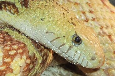 Snakes kaufen und verkaufen Photo: 1.0 Trumbower Hypo Bullennatter het axantic 