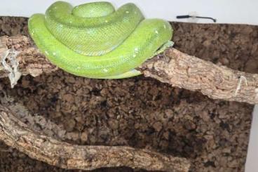 Pythons kaufen und verkaufen Photo: Morelia viridis Aru adult 