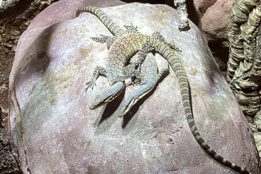 Lizards kaufen und verkaufen Photo: Zuchtpaar Varanus glauert