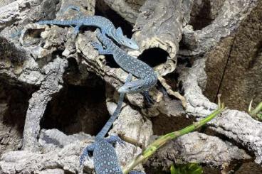 Lizards kaufen und verkaufen Photo: Eigene Nachzuchten Varanus macraei