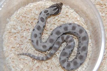 Nattern ungiftige  kaufen und verkaufen Foto:  -  Heterodon nasicus - Hognose - Hakennasenattern