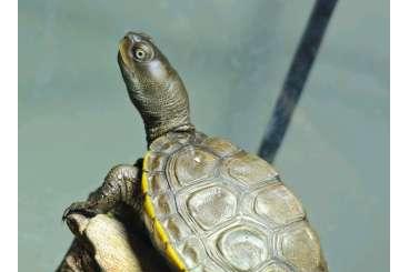 Schildkröten  kaufen und verkaufen Foto: Malaclemys terrapin hybride