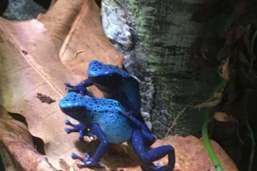 Poison dart frogs kaufen und verkaufen Photo: Oophaga&Dendrobates abzugeben