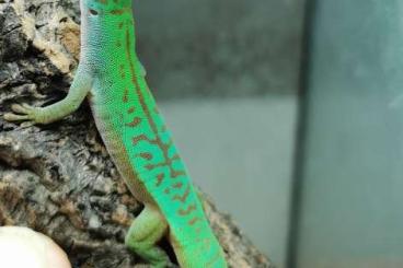 Geckos kaufen und verkaufen Foto: Phelsumen abzugeben: Astriata Semicarinata, Borbonica, Inexpectata